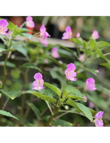 IMPATIENS tuberosa