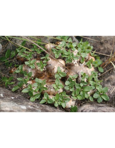 PACHYPODIUM brevicaule