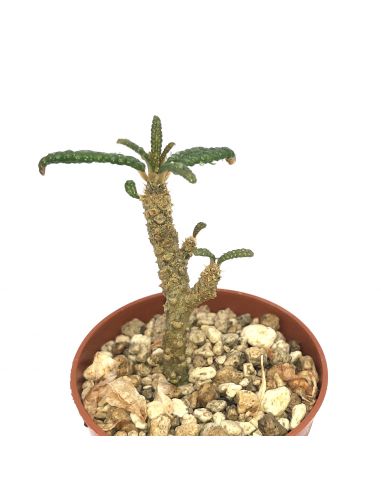 DORSTENIA gigas f. bullata