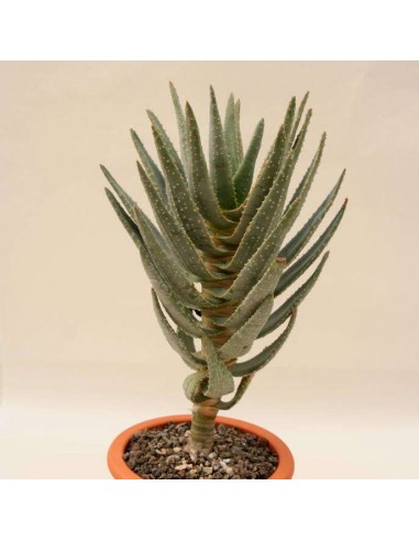 ALOE dichotoma