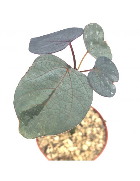 ADENIA stylosa