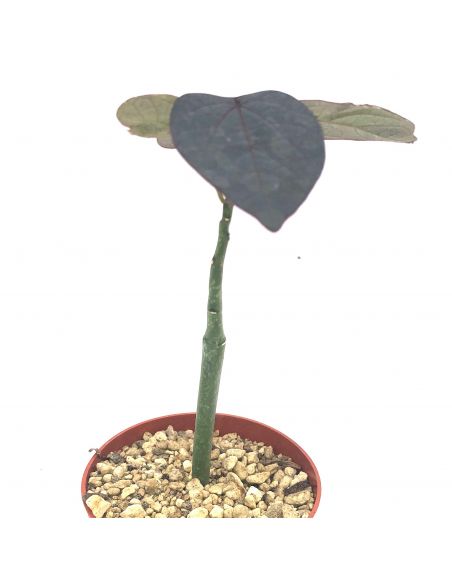 ADENIA stylosa