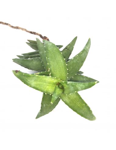 ALOE pearsonii