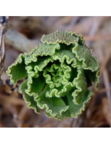 AEONIUM smithii