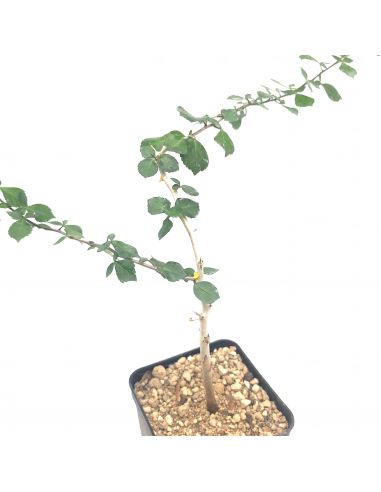 COMMIPHORA simplicifolia