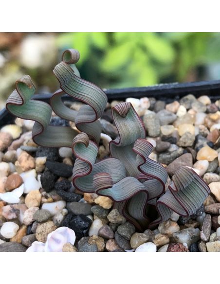 TRACHYANDRA tortilis (5 s)