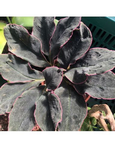 AMORPHOPHALLUS atroviridis