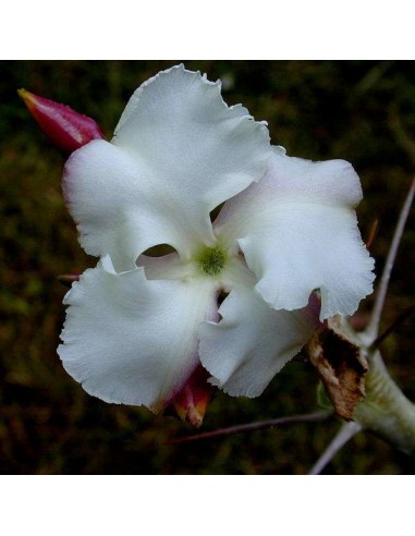 PACHYPODIUM saundersii