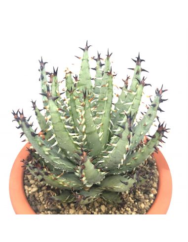 ALOE erinacea