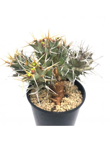 EUPHORBIA tortirama (12/14)