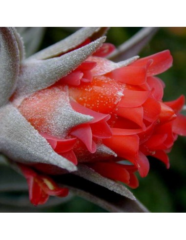 TILLANDSIA edithae