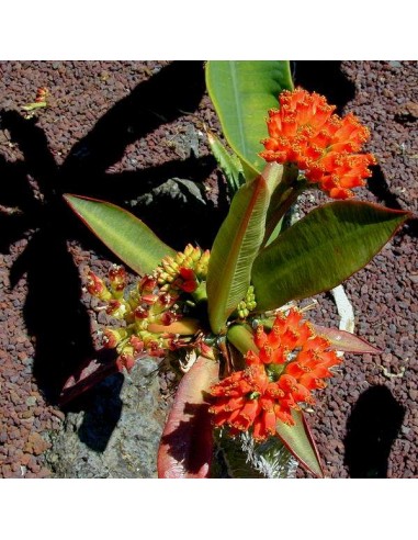 EUPHORBIA viguieri