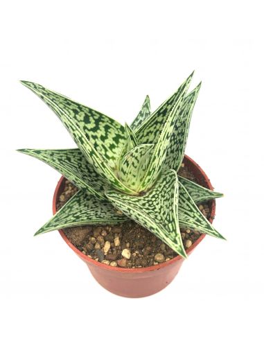 ALOE variegata 'Tribal'