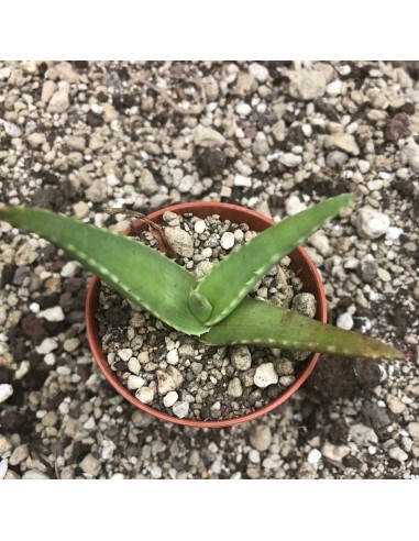 ALOE haggeherensis