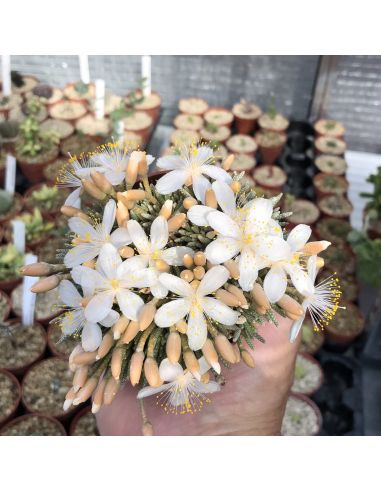 AVONIA quinaria ssp. alstonii (white fl)