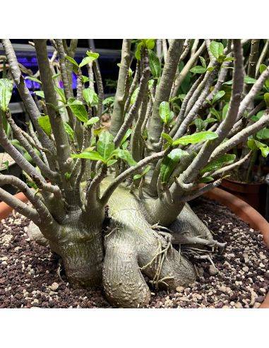ADENIUM arabicum
