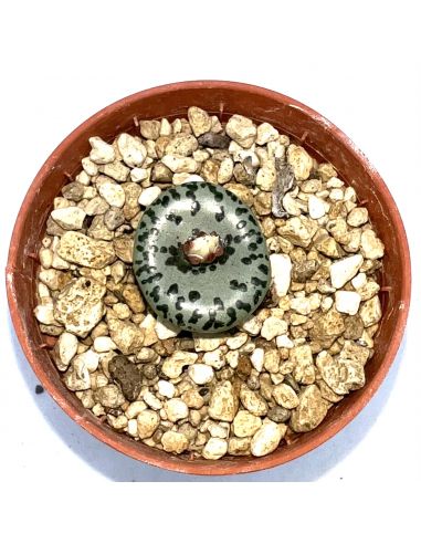 CONOPHYTUM obcordellum