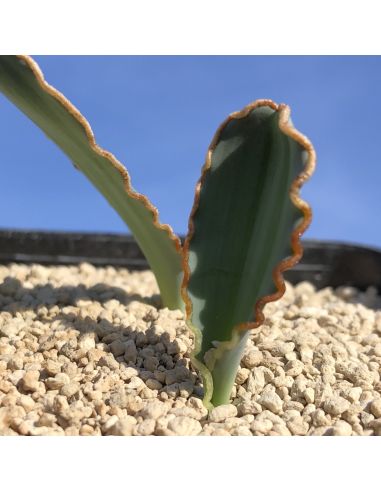 ALBUCA delicula