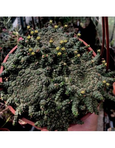 EUPHORBIA gorgonis 'brevirama' (5 g)