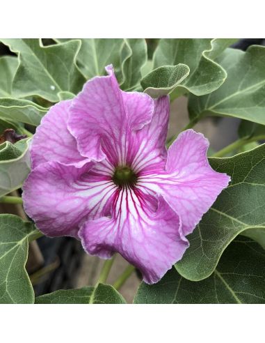 UNCARINA stellulifera (5 s)