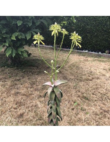 ALOE pearsonii 'jaune' (5 g)