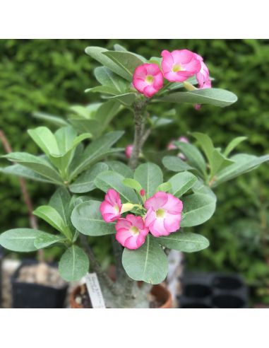 ADENIUM arabicum 'Haraz' (5 g)