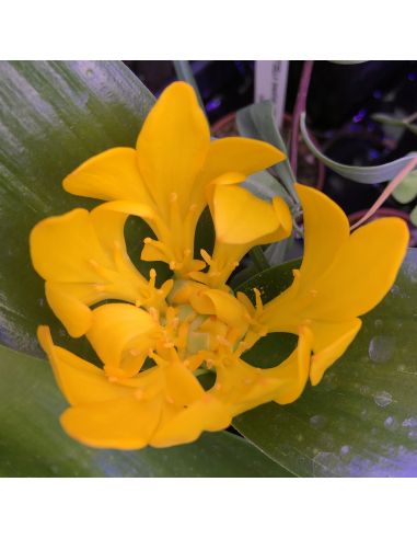 DAUBENYA aurea (5 g)