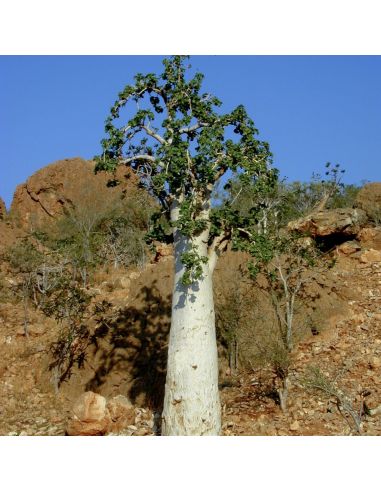 DENDROSICYOS socotrana (1 s)