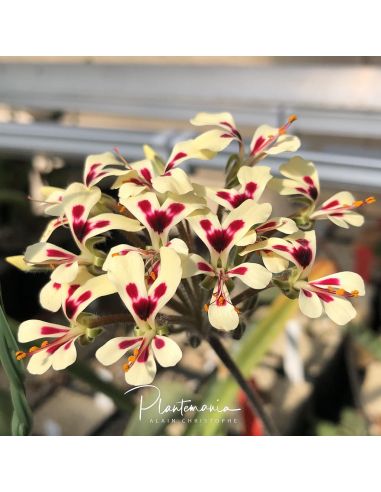 PELARGONIUM moniliforme (5 g) 