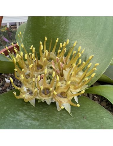 MASSONIA depressa YELLOW FLOWERS (5 s)