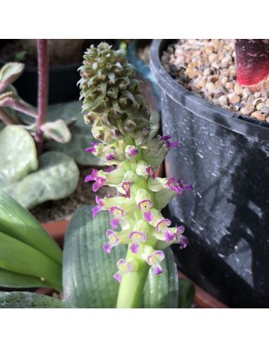 LACHENALIA carnosa (5 g)