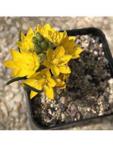 ORNITHOGALUM multifolium (10 s)