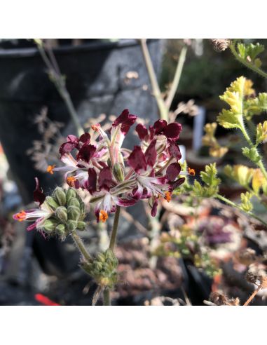 PELARGONIUM auritum (5 s)