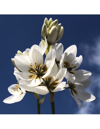 ORNITHOGALUM thyrsoides (10 g)