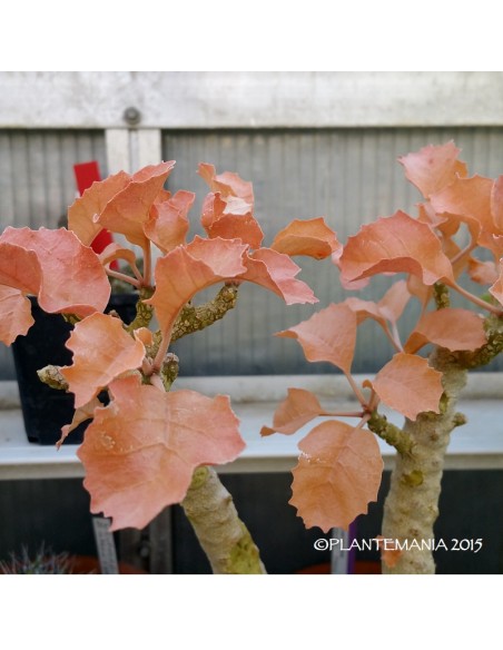 DORSTENIA gypsophila