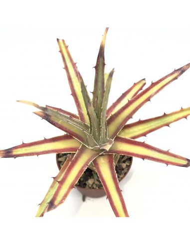 HECHTIA sp.