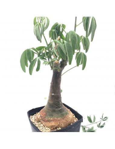 ADENIA glauca (6/7)