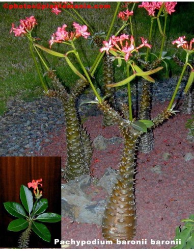 PACHYPODIUM baronii  (10 s)