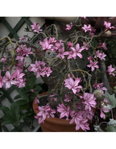 PACHYPODIUM succulentum