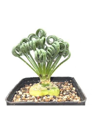 ALBUCA spiralis