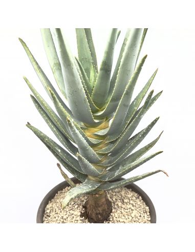 ALOE dichotoma