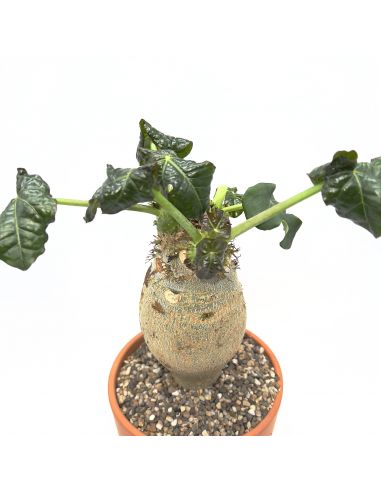 JATROPHA podagrica