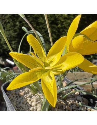 GEISSORHIZA corrugata (5 s)