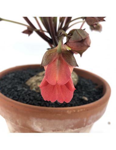 IMPATIENS phengklaii feuilles vert foncé à nervures jaunes et fleurs rouge-orangé(5 g)