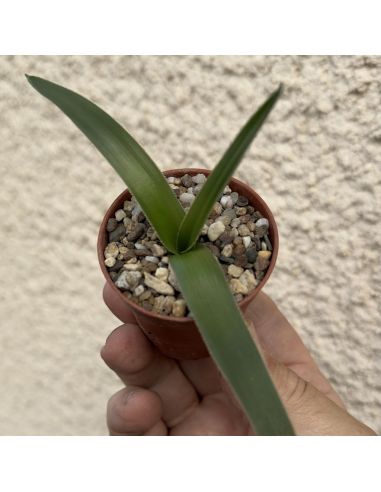 ORNITHOGALUM secundum