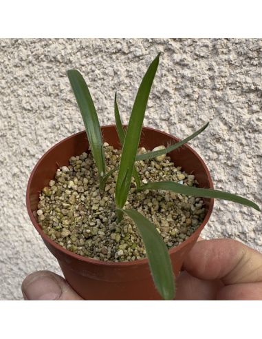 ORNITHOGALUM pruinosum