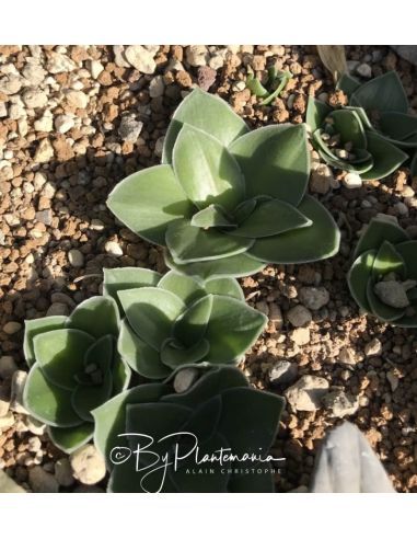 ALBUCA delicula