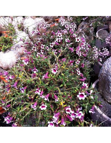 PACHYPODIUM bispinosum (10 g)