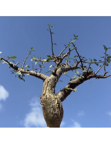 BURSERA fagaroides (5 s)