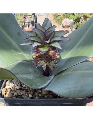 EUCOMIS schijffii (3 g)